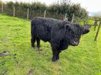 Belted Galloway Stiertje van 07-2022, Dieren en Toebehoren, Runderen, Mannelijk, 0 tot 2 jaar