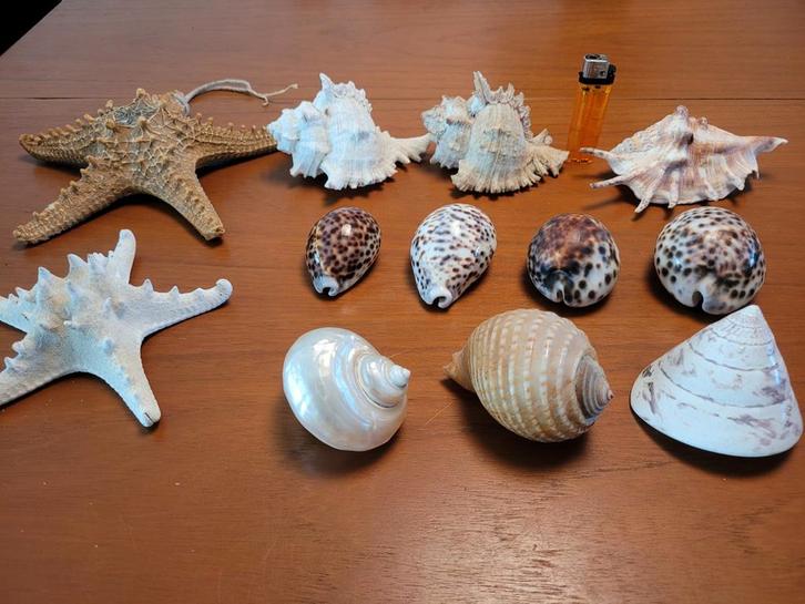 Mooie schelpen, 3 voor 15 euro! panterschelp tijgerschelp, Verzamelen, Mineralen en Fossielen, Schelp(en), Ophalen of Verzenden