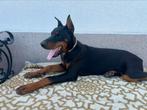doberman jongen, Dieren en Toebehoren, Honden | Bulldogs, Pinschers en Molossers, Rabiës (hondsdolheid), 15 weken tot 1 jaar, Reu