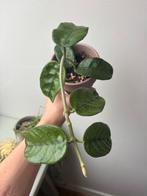 Hoya Villosa (Globulosa) volledige plant, Huis en Inrichting, Kamerplanten, Overige soorten, Minder dan 100 cm, Bloeiende kamerplant