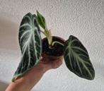 Alocasia Ninja, Huis en Inrichting, Kamerplanten, Ophalen of Verzenden, Overige soorten, Halfschaduw, Minder dan 100 cm