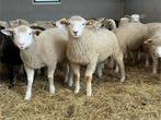 Weidelammeren, Meerdere dieren, Schaap