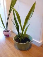 Sanseveria vrouwentong pot met stekkies kopen vanaf 3 euro, Ophalen, Overige soorten, Halfschaduw, In pot