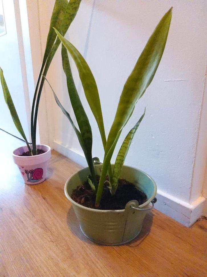 Sanseveria vrouwentong pot met stekkies kopen vanaf 3 euro, Huis en Inrichting, Kamerplanten, Overige soorten, Minder dan 100 cm
