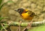 Grote textor wever, Dieren en Toebehoren, Vogels | Overige Vogels, Meerdere dieren, Geringd