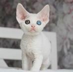 Sphynx-Devon Rex kittens cattery.., Dieren en Toebehoren, Katten en Kittens | Raskatten | Korthaar, Meerdere dieren, Ontwormd