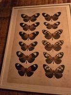 Art Nouveau Vlinders in Lijst, Ophalen of Verzenden