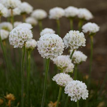 Zaden Engels gras wit  (Armeria Maritima ‘Alba’) beschikbaar voor biedingen