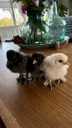 3 mooie Zijdehoen kuikentjes, Geslacht onbekend, Kip