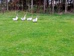 Bonte gansen, Dieren en Toebehoren, Pluimvee, Geslacht onbekend, Gans of Zwaan