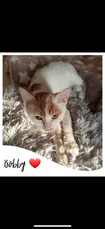Lieve Bobby zoekt met spoed een huisje. beschikbaar voor biedingen