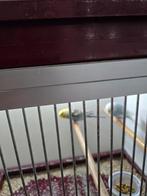 7 parkieten tekoop als in een koop, Dieren en Toebehoren, Meerdere dieren, Parkiet