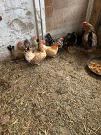 5 Serama krielkipjes, Dieren en Toebehoren, Pluimvee, Vrouwelijk, Kip