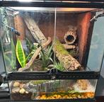 Mooi compleet paludarium/terrarium inclusief 2 tricolors., 0 tot 2 jaar