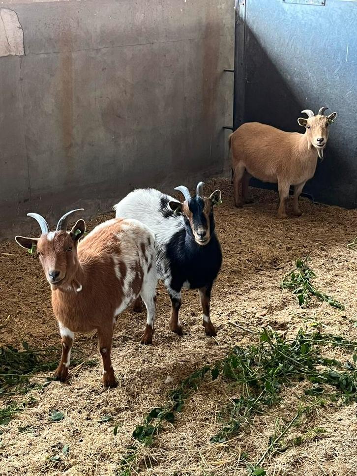 3 dwerggeiten CL/CAE Vrij, Dieren en Toebehoren, Schapen, Geiten en Varkens, Geit, Vrouwelijk