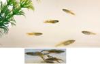 Vis GUPPY, man en 4 vrouwtjes voor 3 euro, zie omschrijving., Dieren en Toebehoren, Vissen | Aquariumvissen, Vis, Zoetwatervis