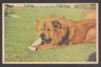 Ansichtkaart - Hond in het gras, Verzamelen, Ansichtkaarten | Themakaarten, 1940 tot 1960, Overige thema's, Ongelopen, Ophalen of Verzenden