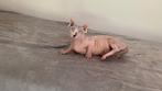 Sphynx , Bambino, Dwelf , Sphinx , gecastreerd, Poes, Kortharig, 0 tot 2 jaar