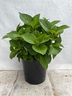 Boeren hortensia’s, Tuin en Terras, Planten | Tuinplanten, Ophalen, Zomer, Overige soorten, Halfschaduw