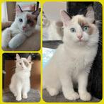 RAGDOLL KITTEN ( 2 KEER GEVACCINEERD) MAG AL VERHUIZEN!, Dieren en Toebehoren, Katten en Kittens | Overige Katten, Meerdere dieren