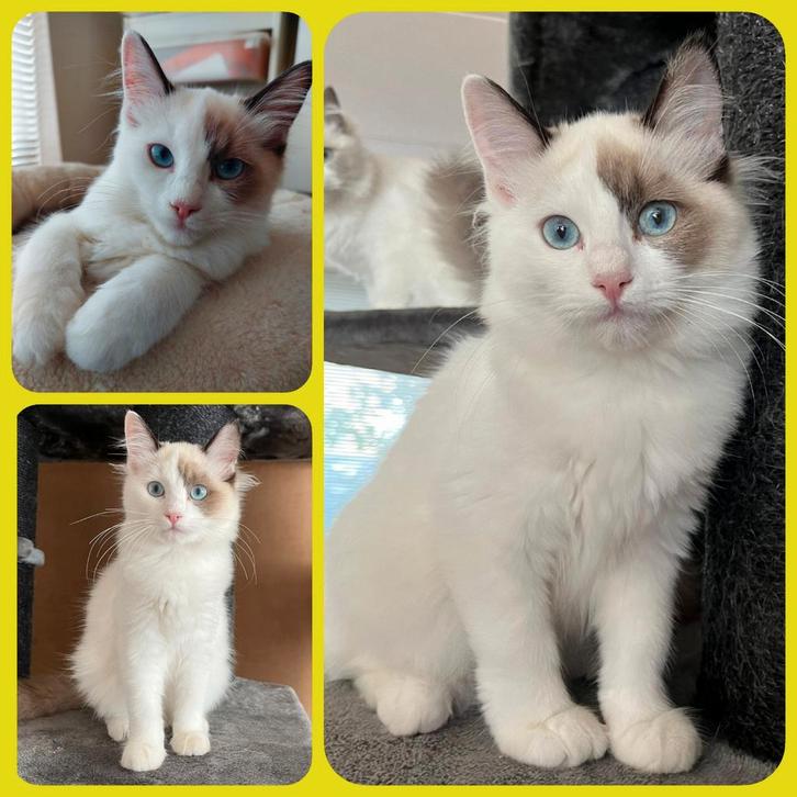 RAGDOLL KITTEN ( 2 KEER GEVACCINEERD) MAG AL VERHUIZEN!, Dieren en Toebehoren, Katten en Kittens | Overige Katten, Langharig, Meerdere dieren