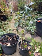 Meerdere inheemse boompjes, oa Hulst, NL'se Esdoorn, Tuin en Terras, Ophalen, Overige soorten, Halfschaduw