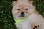 Chow-chow pups nieuw nestje beschikbaar, Dieren en Toebehoren, Honden | Poolhonden, Keeshonden en Oertypen, België, 8 tot 15 weken