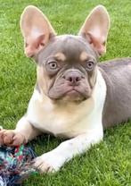 🥰 unieke isabella tan pied franse bulldog DEKREU Lorenzo 🥰, Dieren en Toebehoren, Honden | Dekreuen, Particulier, Rabiës (hondsdolheid)