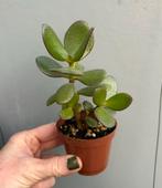 Crassula Ovata | Vetplant Succulent Jade plant, Huis en Inrichting, Ophalen, Overige soorten, Minder dan 100 cm