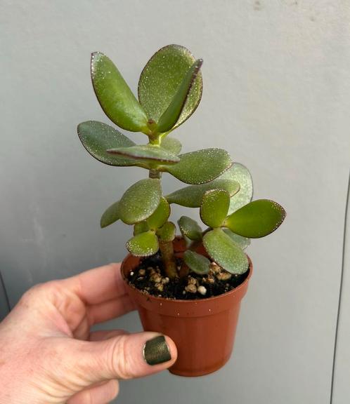 Crassula Ovata | Vetplant Succulent Jade plant, Huis en Inrichting, Kamerplanten, Overige soorten, Minder dan 100 cm, Ophalen