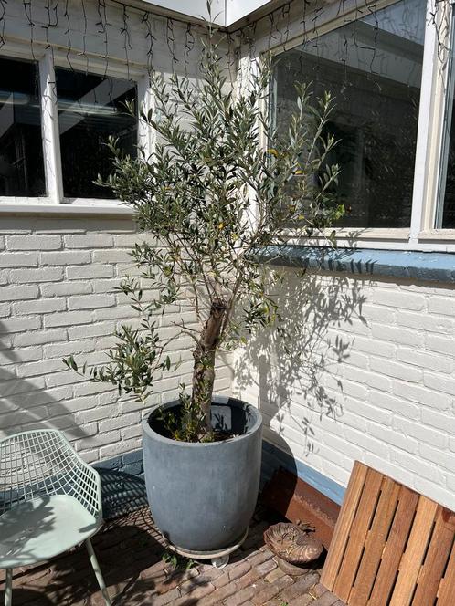 Een olijfboom in kweekpot (excl. sierpot), Tuin en Terras, Planten | Bomen, Olijfboom, 100 tot 250 cm, Volle zon, Ophalen