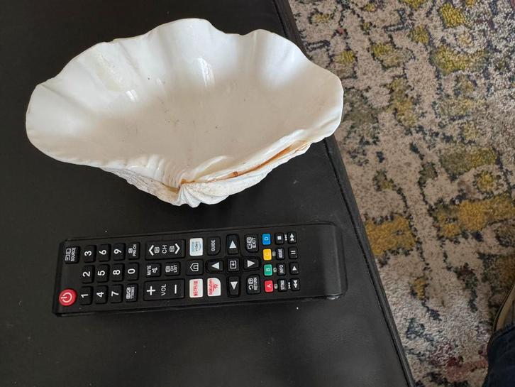 6 Decoratieve Schelp Schaal, Huis en Inrichting, Woonaccessoires | Schalen en Manden, Gebruikt, Schaal, Overige vormen, Overige materialen