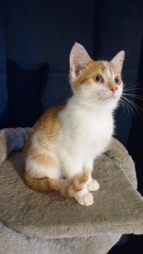 Poesjes , kittens, super sociaal, Dieren en Toebehoren, Katten en Kittens | Raskatten | Korthaar, Poes, Ontwormd
