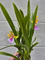 Orchidee Miltonia Sunset p12, meerdere vergelijkbare exempla, Huis en Inrichting, Kamerplanten, Ophalen of Verzenden, Overige soorten