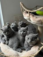 Britse Korthaar kittens met paspoort & inentingen, Ontwormd, 0 tot 2 jaar