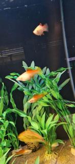 Groepje Xiphophorus Helleri zwaarddragers, Vis