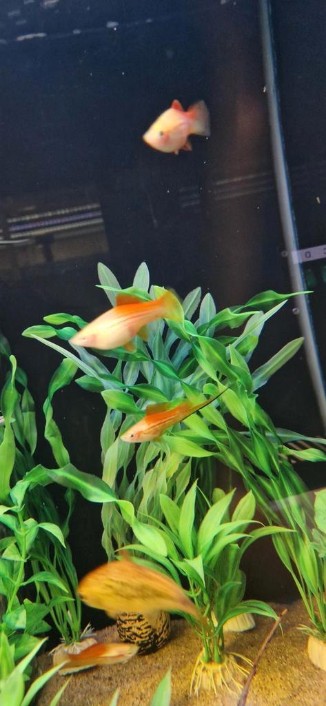 Groepje Xiphophorus Helleri zwaarddragers, Dieren en Toebehoren, Vissen | Aquariumvissen, Vis