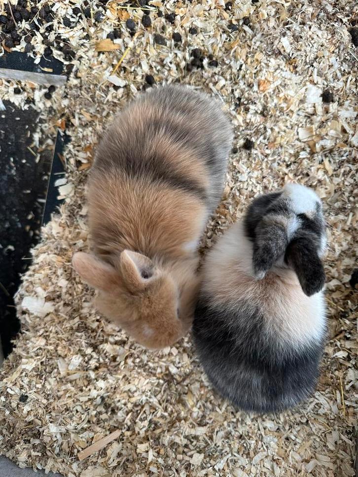 Broer en zus konijn, Dieren en Toebehoren, Knaagdieren, Meerdere dieren, Overige typen, Oktober, Tam