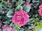 Boerenhortensia planten  grote snijbloem, Tuin en Terras, Planten | Tuinplanten, Ophalen, Overige soorten, Volle zon