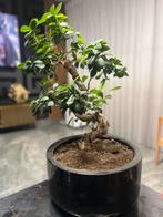 Mooie Bonsai Boom in Pot, Vaste plant, Bloeit niet, Halfschaduw, Ophalen