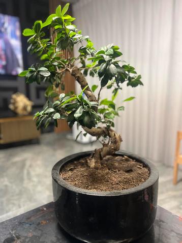 Mooie Bonsai Boom in Pot beschikbaar voor biedingen