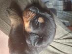 Mooie, grote Rottweiler puppy's., Dieren en Toebehoren, 8 tot 15 weken, CDV (hondenziekte), Meerdere, Meerdere dieren