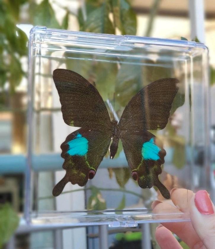 Opgezette vlinder, Dieren en Toebehoren, Insecten en Spinnen