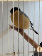 Goudvinken, Dieren en Toebehoren, Mannelijk