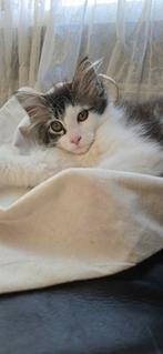 Laatste coontje, Dieren en Toebehoren, Katten en Kittens | Overige Katten, Langharig, 0 tot 2 jaar