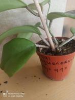 hoya Quinquenervia potmaat 8 nummer H991, Ophalen of Verzenden, Overige soorten, Minder dan 100 cm