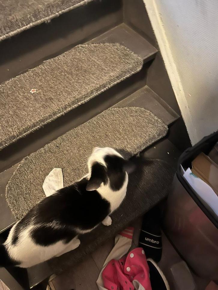 Kat tekoop, Dieren en Toebehoren, Katten en Kittens | Overige Katten, Kater
