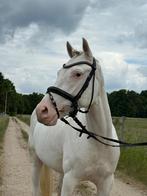 Te koop: Olaf VH – Allround kinderpony met gouden karakter, Ruin, Ontwormd
