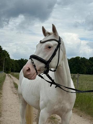 Te koop: Olaf VH – Allround kinderpony met gouden karakter beschikbaar voor biedingen