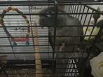 Pyrhurra met kooi, Dieren en Toebehoren, Vogels | Parkieten en Papegaaien, Geslacht onbekend, Papegaai, Tam